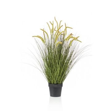 Decorative foxtail grass CAREL with panicles, green, 3ft/100cm