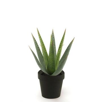 Decorative Aloe Variegata MARTINEZ, green, 10"/25cm, Ø 6.7"/17cm