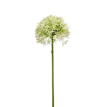 Artificial Allium flower ARNAU, cream-green, 24"/60cm