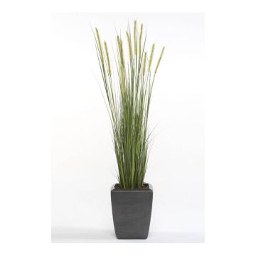 Decorative foxtail grass ANAELLA with panicles, green, 3ft/90cm