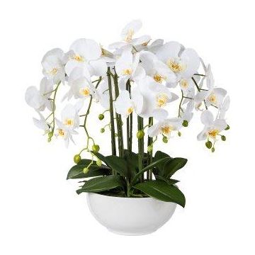 Artificial Phalaenopsis orchid KASDA, ceramic bowl, roots, white, 22"/55cm