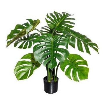 Decorative Philodendron Monstera Deliciosa EUPIR, 3ft/90cm