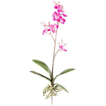Decorative Phalaenopsis orchid MALZA, spike, roots, cerise, 22"/55cm