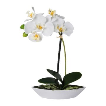 Decorative Phalaenopsis orchid ORWAN, decorative bowl, roots, white, 12"/30cm