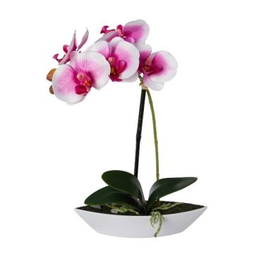 Decorative Phalaenopsis orchid ORWAN, decorative bowl, roots, white-purple, 12"/30cm