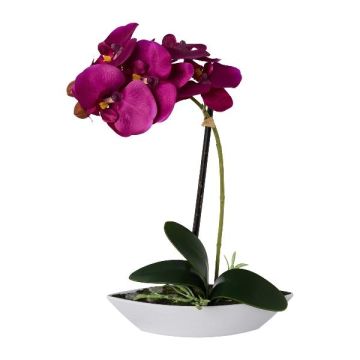 Decorative Phalaenopsis orchid ORWAN, decorative bowl, roots, purple, 12"/30cm