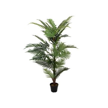 False Dypsis lutescens EMELINE, 5ft/150cm