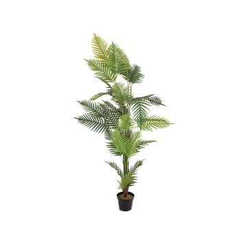 False Dypsis lutescens EMELINE, 6ft/180cm
