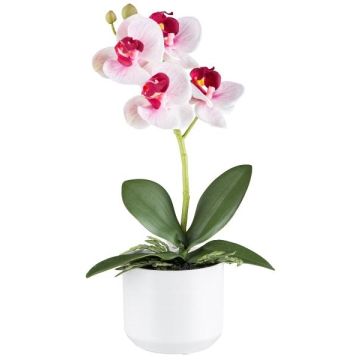 False Phalaenopsis orchid WERKAN, ceramic pot, roots, white-fuchsia, 11"/27cm