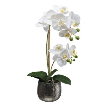 False Phalaenopsis orchid MERMAY, ceramic pot, roots, white, 20"/50cm