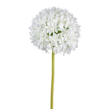 Decorative flower Allium KLATE, white, 3ft/90cm