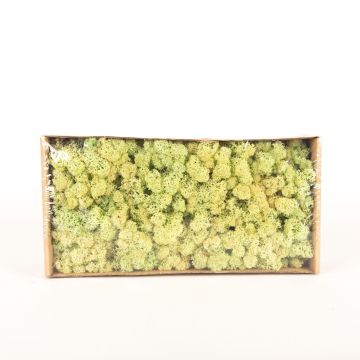 Icelandic natural moss SVEINBJÖRN, pastel light green, 500g