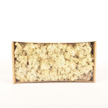 Natural Iceland lichen SVEINBJÖRN, brown, 500g Natural Iceland lichen SVEINBJÖRN, brown, 500g