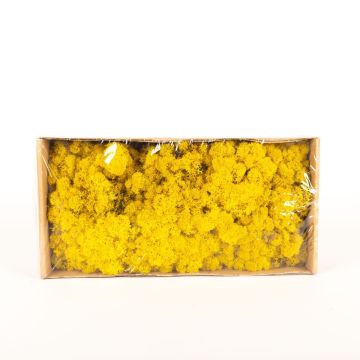 Icelandic natural moss SVEINBJÖRN, lemon yellow, 500g