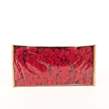 Icelandic natural moss SVEINBJÖRN, crimson red, 500g