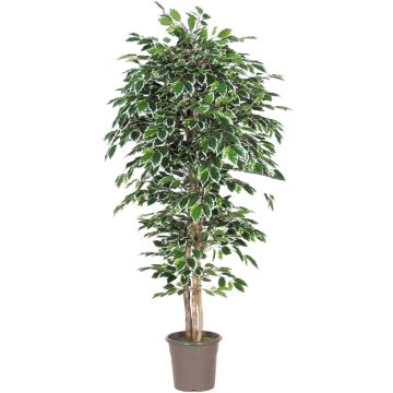 False Ficus Benjamina LEVANTA, natural stems, green-white, 4ft/125cm - Made in Italy