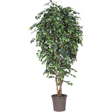 Decorative weeping fig LUDGARDIS, natural stems, green-white, 4ft/125cm - Made in Italy