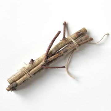 Birch twigs TORSTEN in a bunch, 3 pieces, natural, 24"/60cm