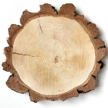 Birch tree disc MORGANIE, natural, Ø13"-19"/34-47cm