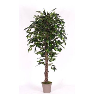 Artificial Ficus Benjamina AMANCIO, natural stems, green, 5ft/150cm - Made in Italy
