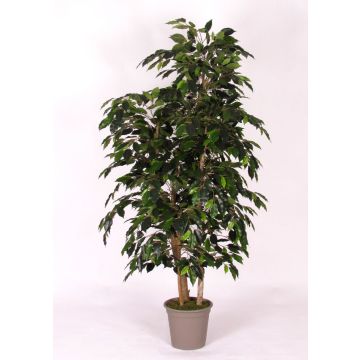 Decorative Ficus Benjamina CASILDA, natural stems, green, 5ft/150cm - Made in Italy