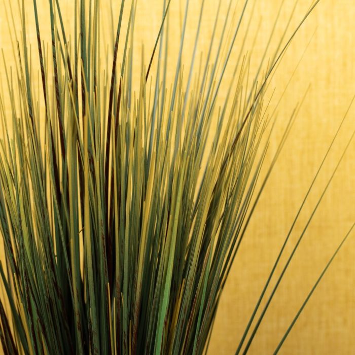 Autumn grasses