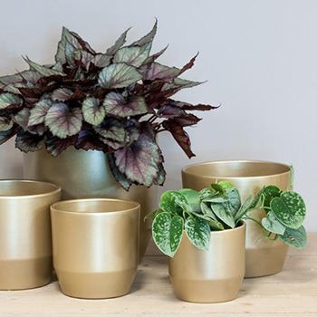 Gold flower pots