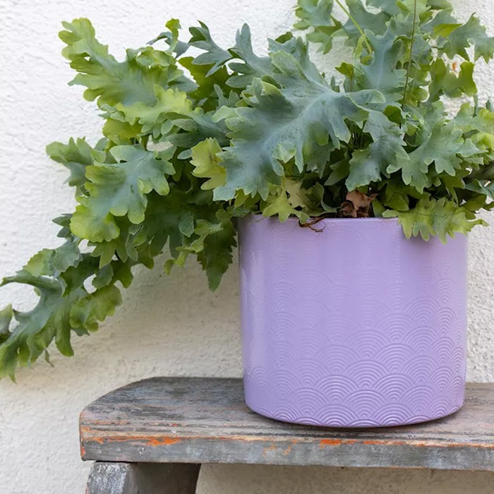 Purple flower pots