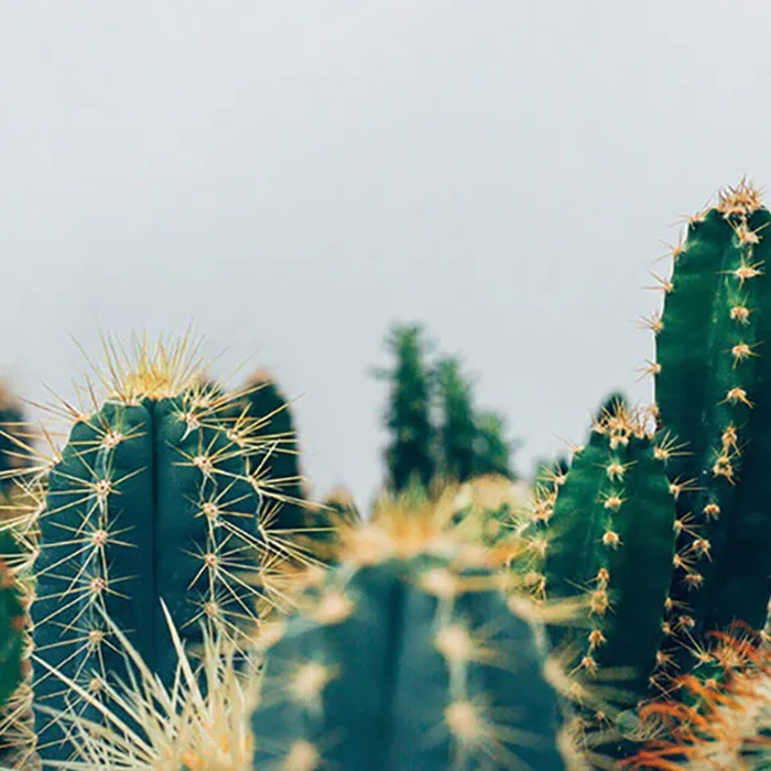 Cacti